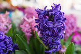 violet blue Hyacinth flower with the pink blurred background in small garden daylight