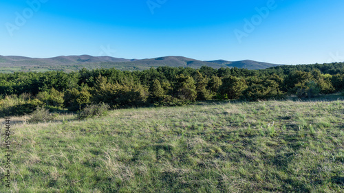 evergreen forest and mountains on background
