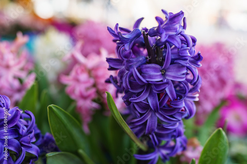 violet blue Hyacinth flower with the pink blurred background in small garden daylight photo