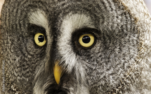 Owl on display © celiafoto