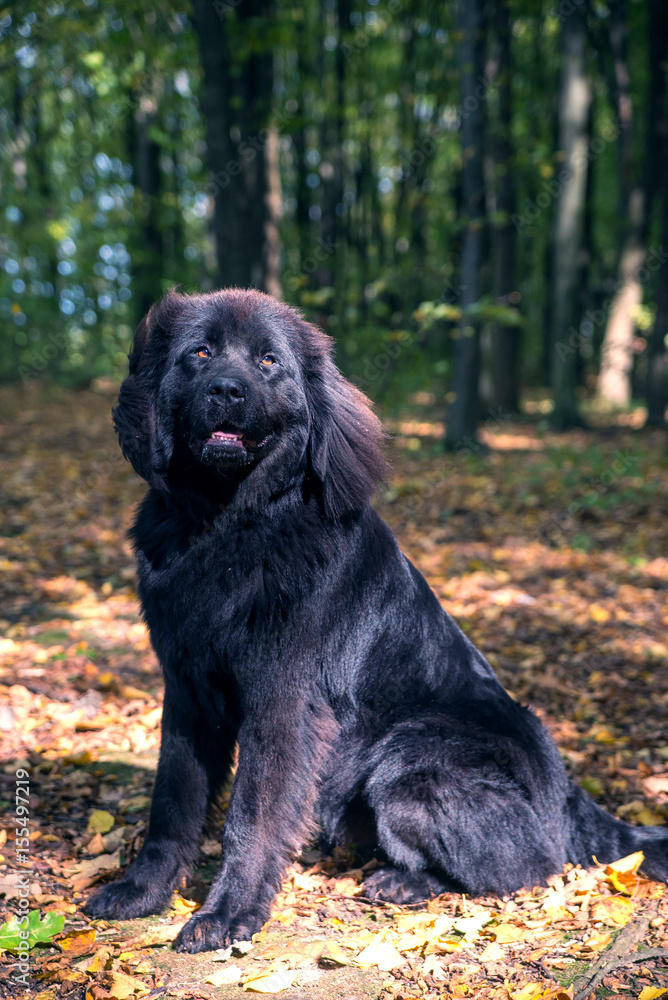 wonderful portrait of Newfoundland dog in the forest wonderful portrait of Newfoundland dog in the forest