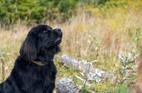 wonderful portrait of Newfoundland dog in the forest