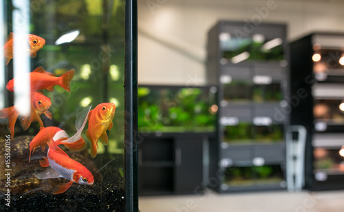 Pet shop aquarium with goldfish