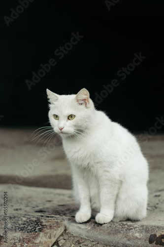White street cat with green eyes on a black background.