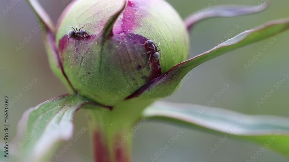 Ants collecting sweetness on a peony bud Ants collecting sweetness on a peony bud