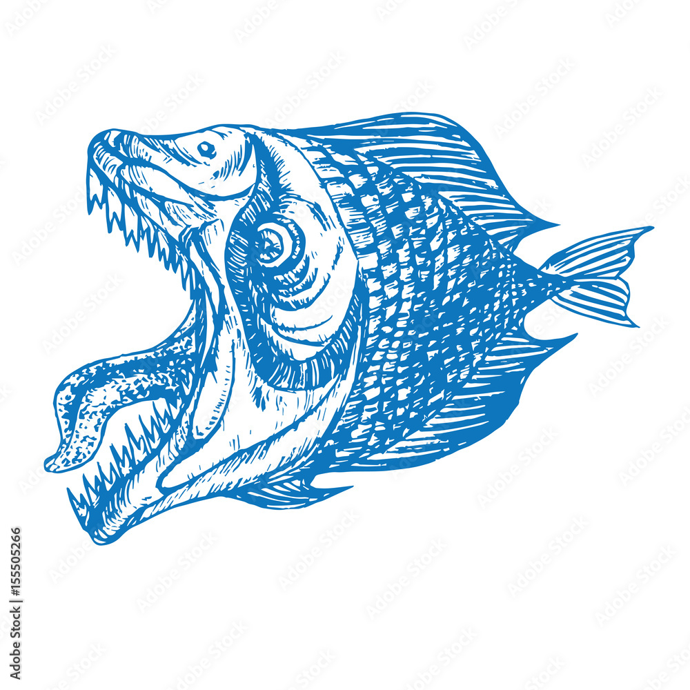 Piranhas fish profile, open mouth with sharp teeth and long tongue ...