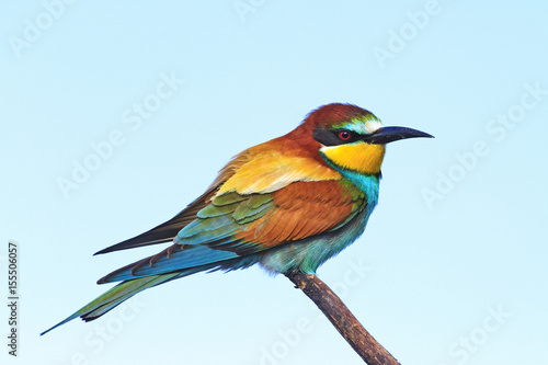 colored exotic bird sleeps on a branch