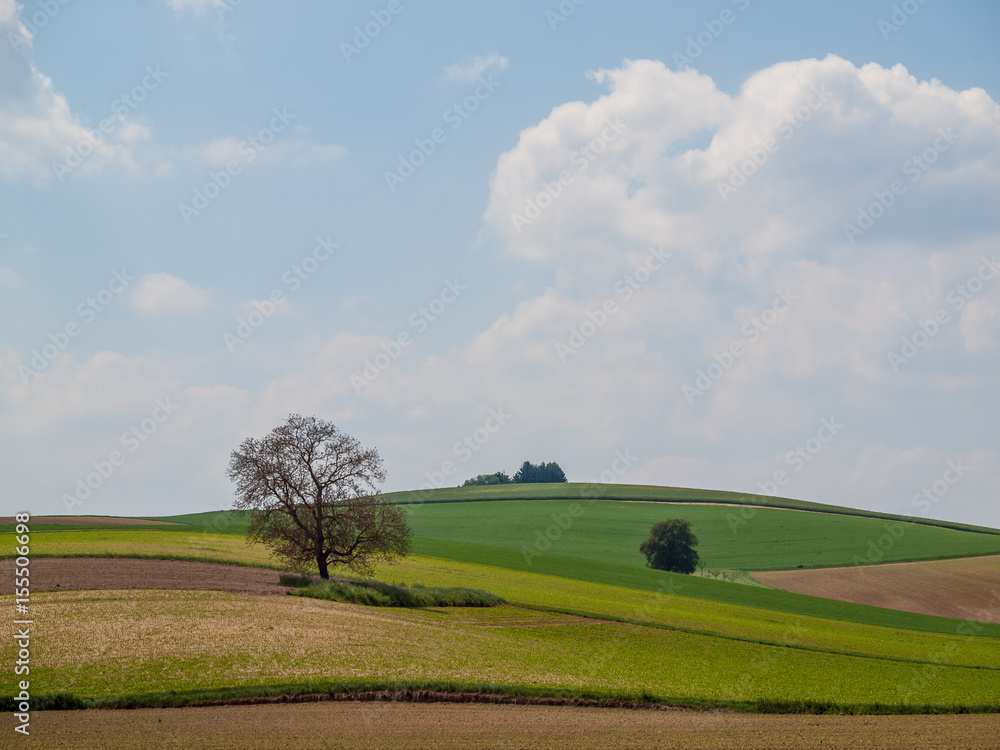 Fototapeta premium Bäume im Feld