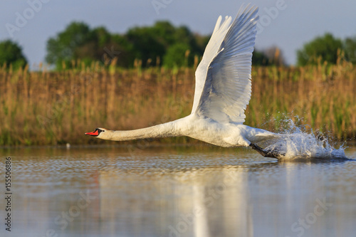 incredible speed Flying Swan photo