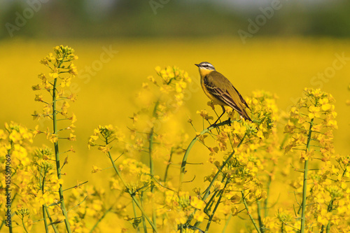 wild bird on yellow rapeseed field with yellow flowers