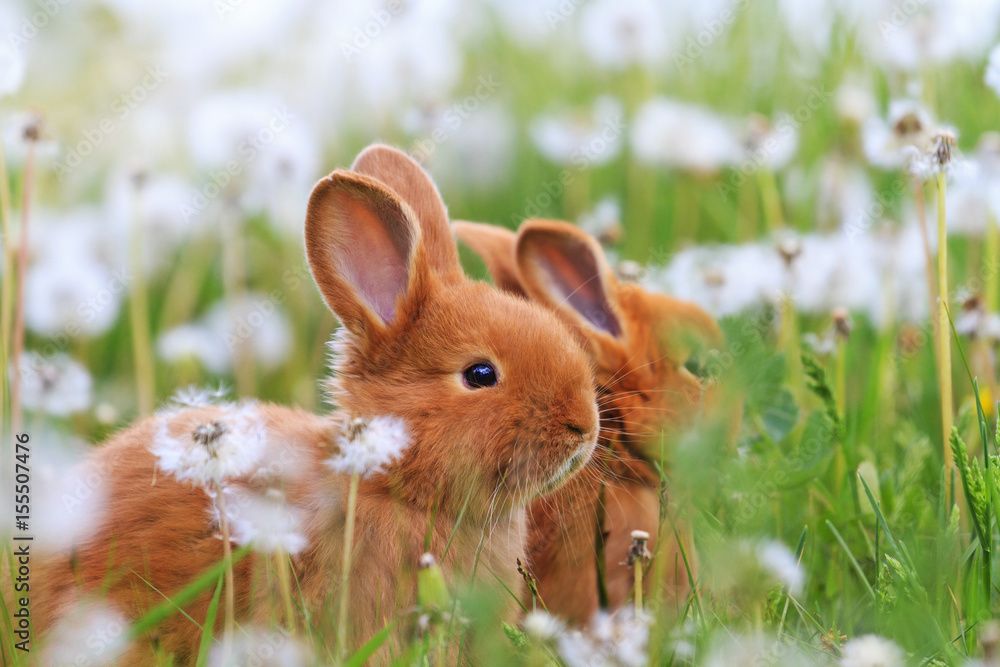Fototapeta premium fluffy red rabbits among fluffy dandelion flowers