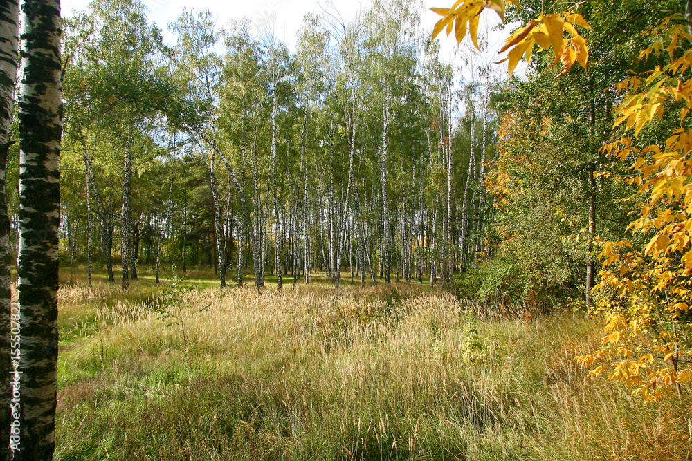 Golden autumn in the forest and bright sunlight through the leaves. Golden autumn in the forest and bright sunlight through the leaves.