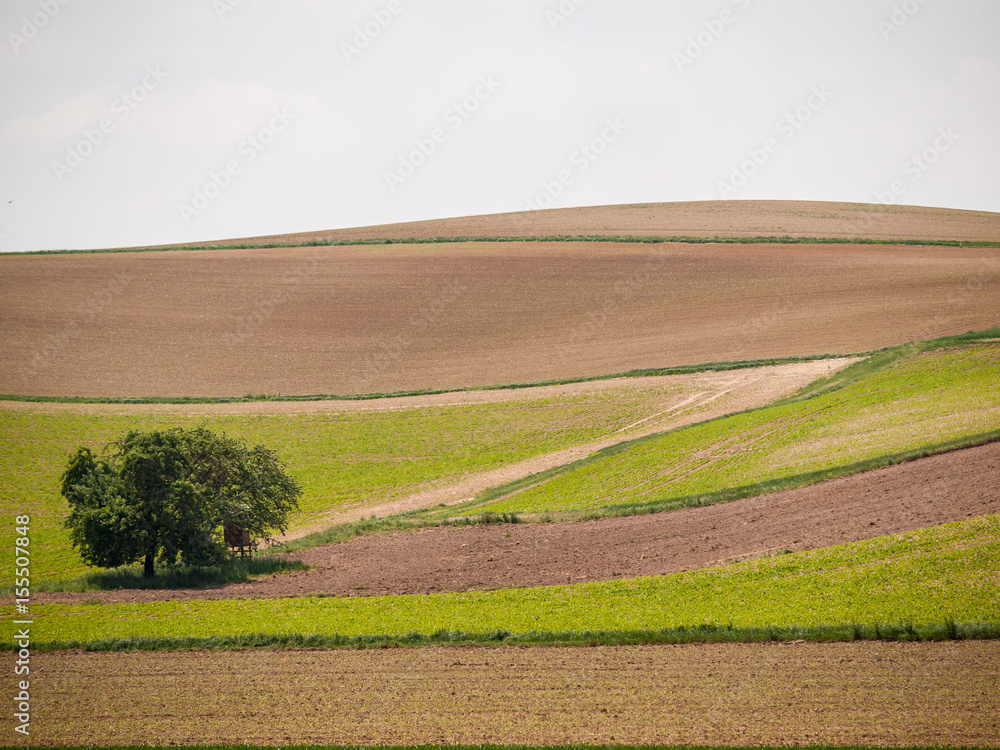 Bäume im Feld Bäume im Feld
