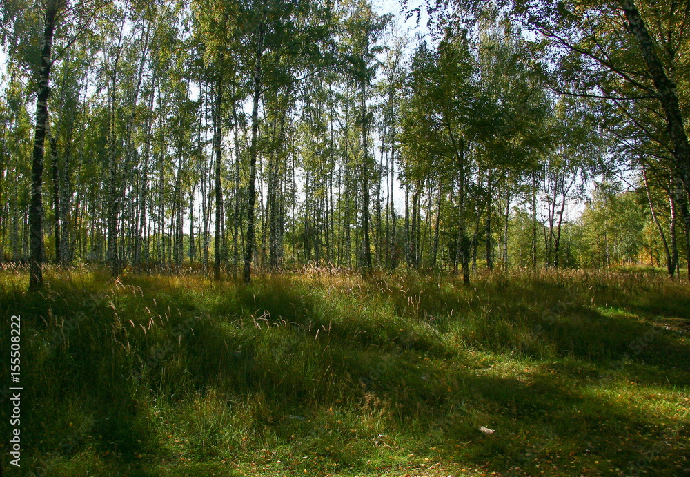 Obraz premium Golden autumn in the forest and bright sunlight through the leaves.