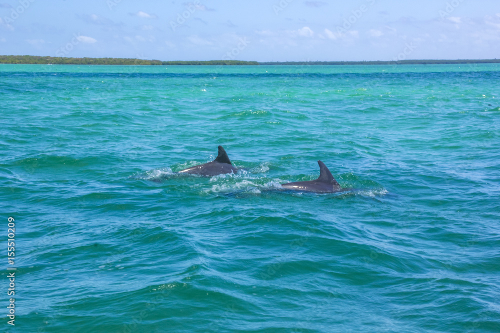 Fototapeta premium Dolphins swimming