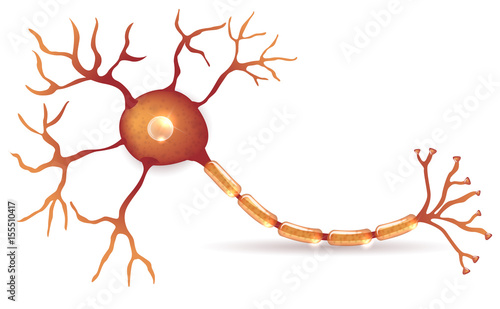 Nerve cell anatomy detailed illustration 