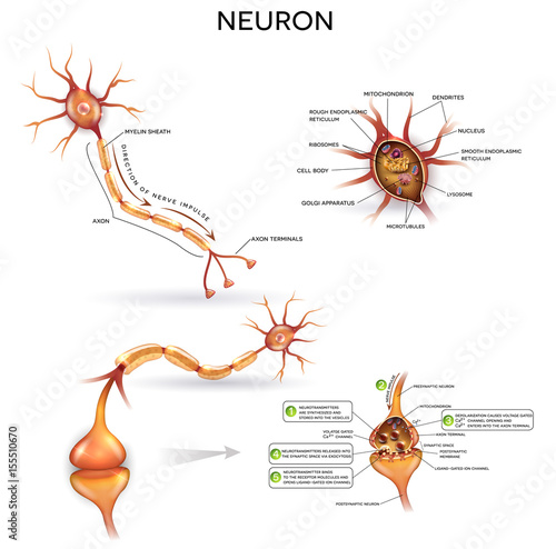 Neuron, nerve cell, close up illustrations set. Synapse detailed anatomy, neuron passes signal to another neuron. 