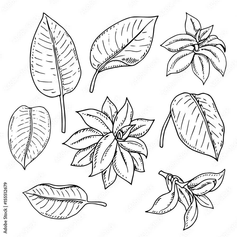 Vector monochrome set of tropical leaves isolated on white. Natural, floral, tropical and wetland themes, decoration for different purposes, printed goods, textile. Coloring book image.
