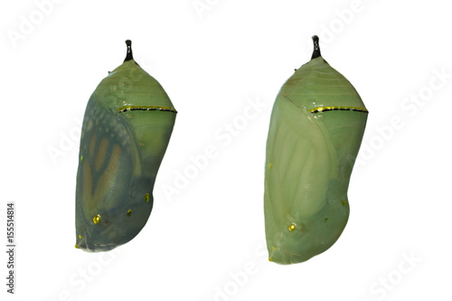 Leinwand Poster Two monarch butterfly chrysalises with one day difference in development, the le