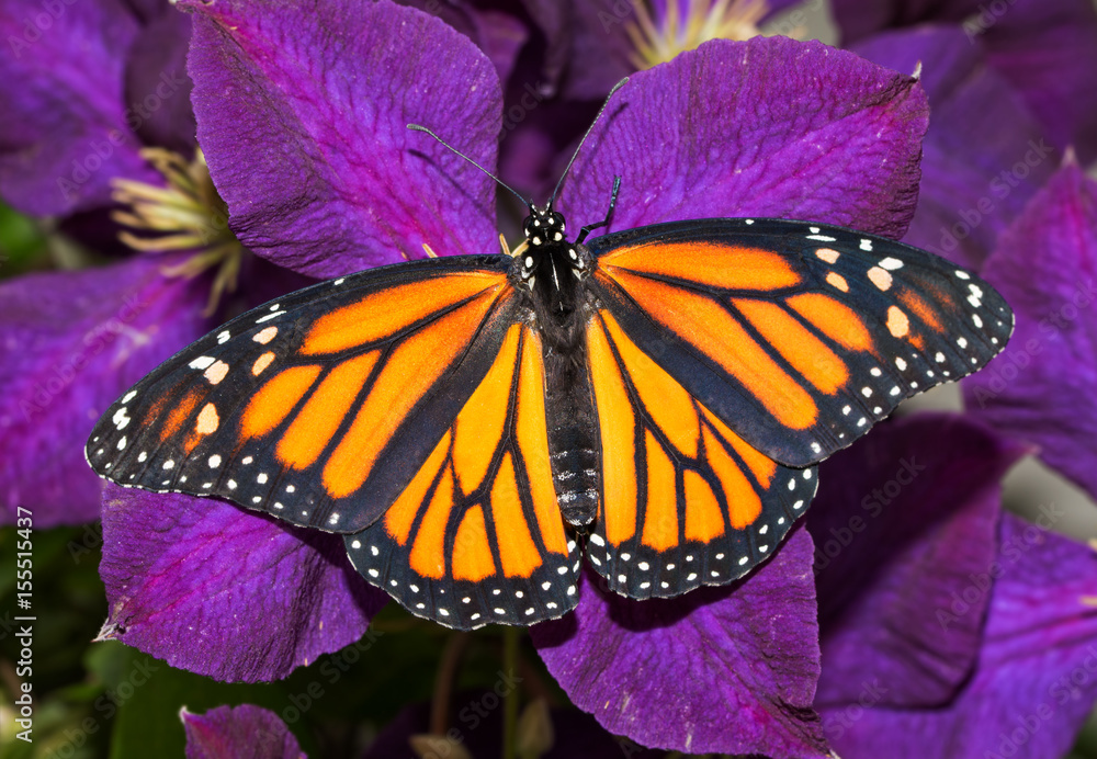 Photography Poster Dorsal view of a female Monarch butterfly on a