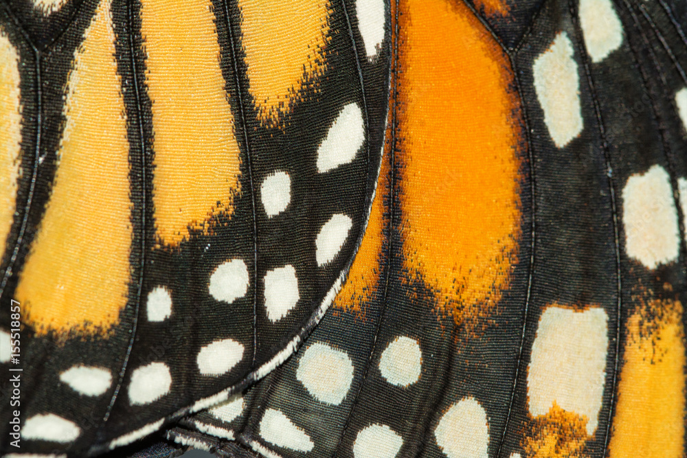 Naklejka premium Closeup of Monarch butterfly wings