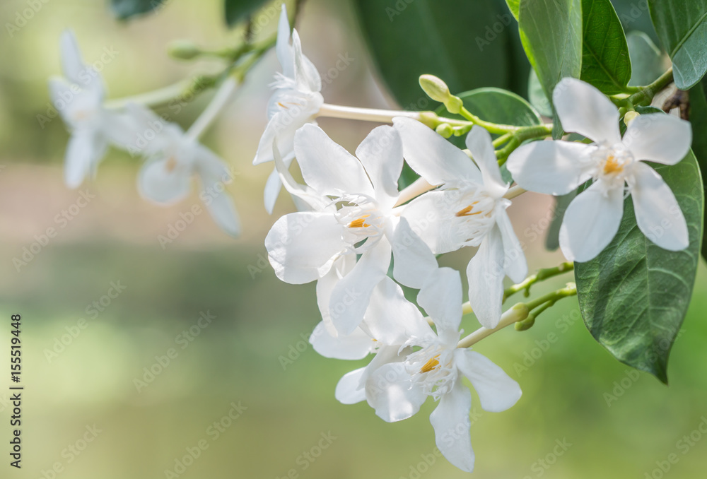 Obraz premium White flowers, Wrightia antidysenterica, Coral swirl.