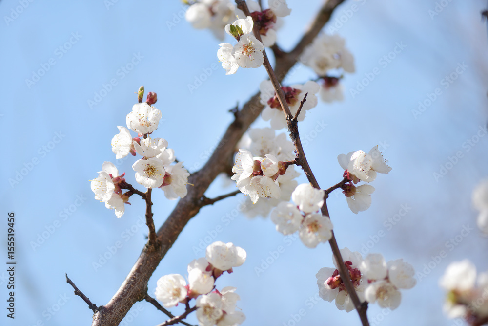 Blooming white cherry branches against blue sky at springtime, selective focus. Flowering season. Blooming white cherry branches against blue sky at springtime, selective focus. Flowering season.