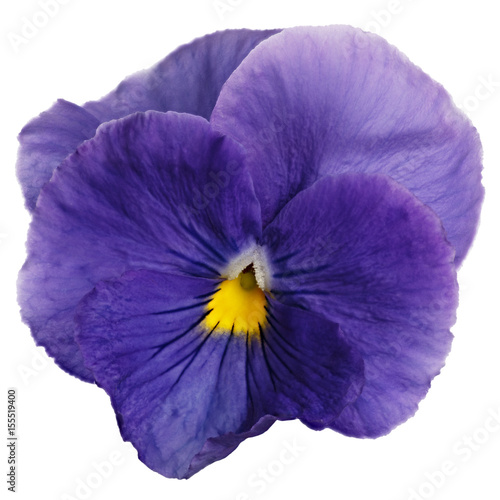 Flower Viola wittrockiana photographed close-up, isolated on white background. © olgapkurguzova