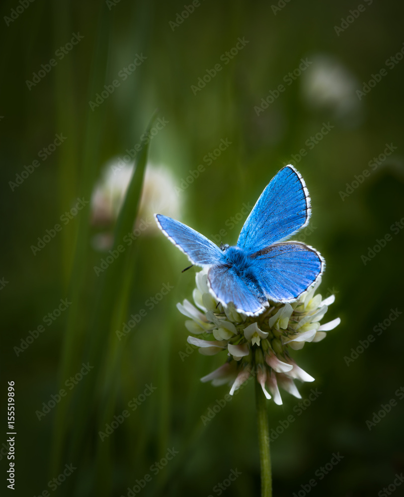 Naklejka premium Argus bleu