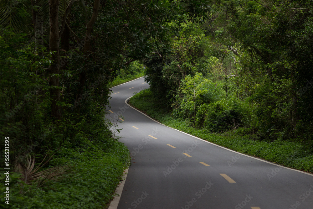 An asphalted winding road in a dense tropical forest with gleams through the trees through which sunlight penetrates