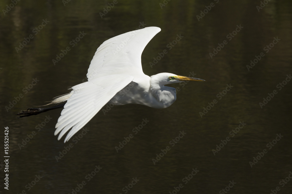 Great egret flying over water at a rookery in Florida. Great egret flying over water at a rookery in Florida.