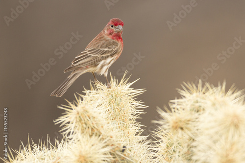 House Finch on Cactus
