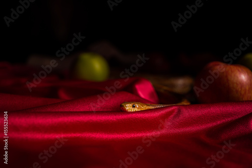 snake in folds of a cloth on a table with apples