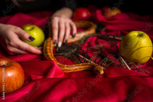 The snake crawls around with apples photo