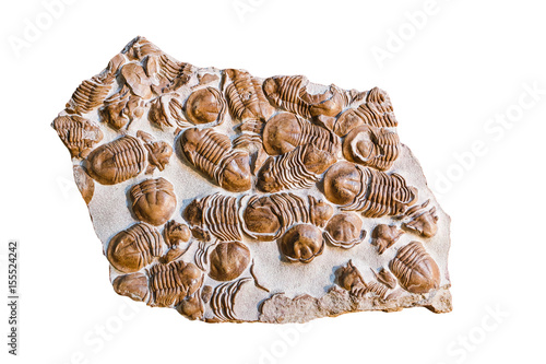 Trilobite fossilized in isolated stone photo