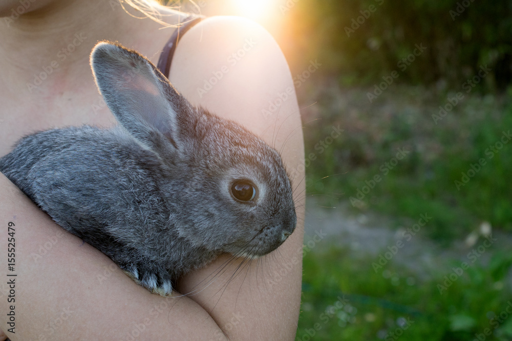 Fototapeta premium gray rabbit / A girl is holding a small, gray rabbit