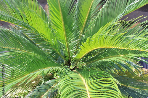 Hojas verdes de palma.
