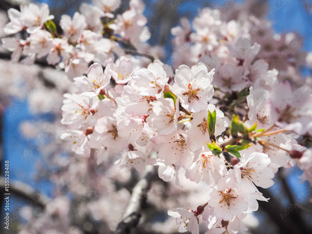 Beautiful Pink Sakura Flowers in Japan, Selective Focus with Color filter effect Beautiful Pink Sakura Flowers in Japan, Selective Focus with Color filter effect