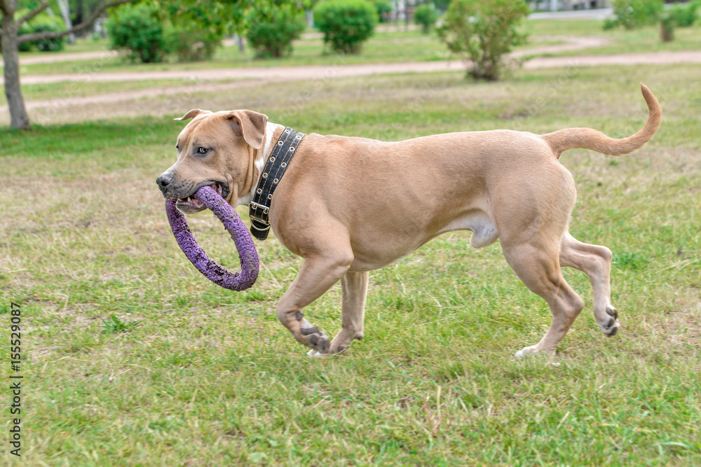 A dog, a brown pitbull, runs along the grass with a toy in its teeth. Horizontal frame A dog, a brown pitbull, runs along the grass with a toy in its teeth. Horizontal frame