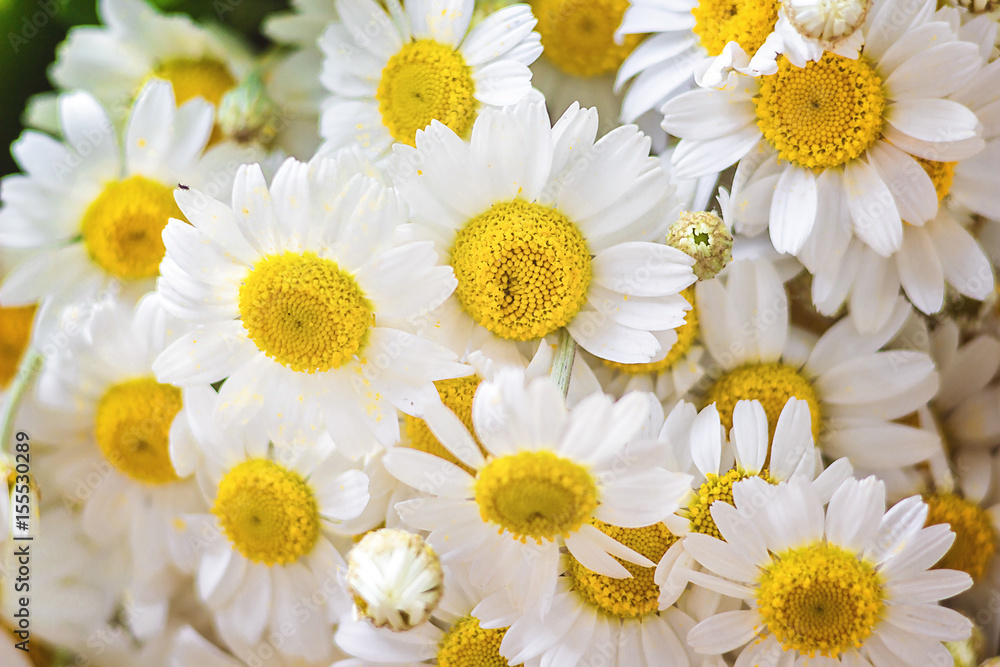 Chamomile or camomile flowers Matricaria chamomilla, aromatic wild flower,  used as tea ingredient in herbal medicine floral pattern daisy, white  gentle chamomile, medicinal plant, Studio photography. Stock Photo | Adobe  Stock