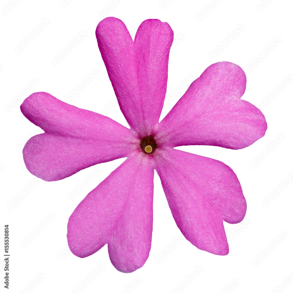 Obraz premium Blossoming flower phlox is photographed macro. Isolated on white background.