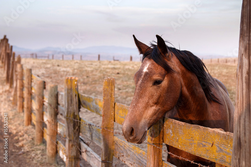 Horse standing near paddock fence