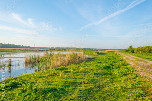 Reed along the shore of a lake in wetland in spring at sunrise