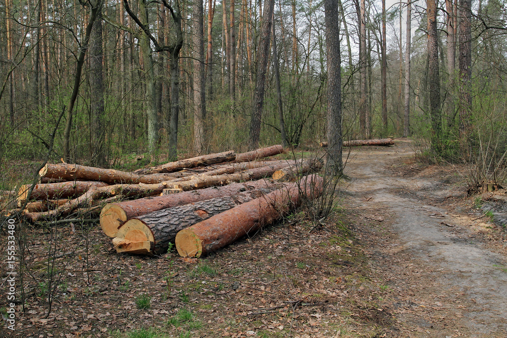 Freshly sawed forest is prepared by loggers for exportation for further processing of wood. Partial deforestation.