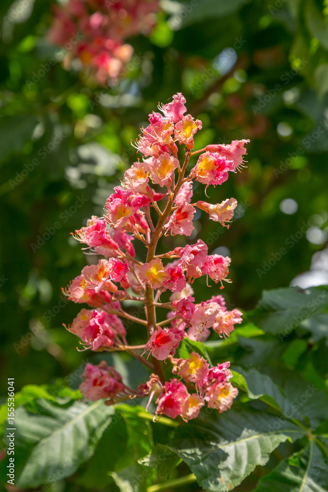 Aesculus × carnea, or red horse-chestnut in blossom. Closeup on a tree branch.