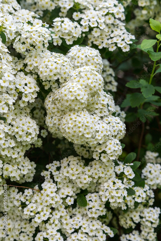 Bridal-wreaths (Spiraea) bush branch in flowers. Trees in blossom series. Bridal-wreaths (Spiraea) bush branch in flowers. Trees in blossom series.