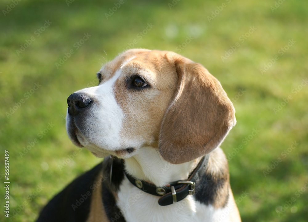 aufmerksamer Beagle Hund