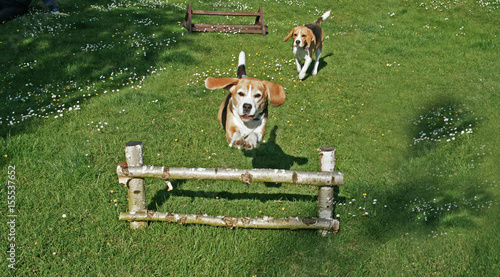 Hund springt über Hindernis photo