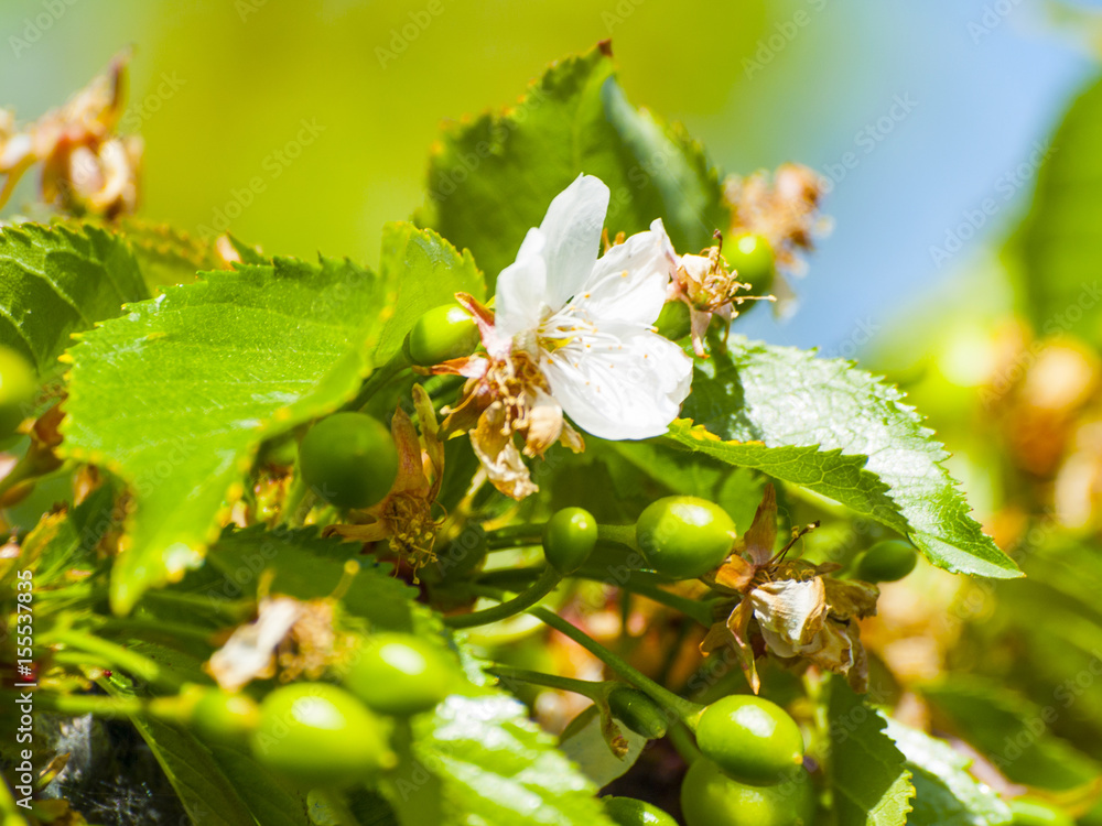 Green cherries on the cherry tree in springtime Green cherries on the cherry tree in springtime