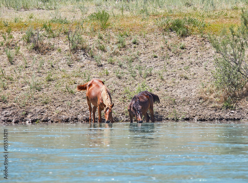 Horses drink water, outdoor